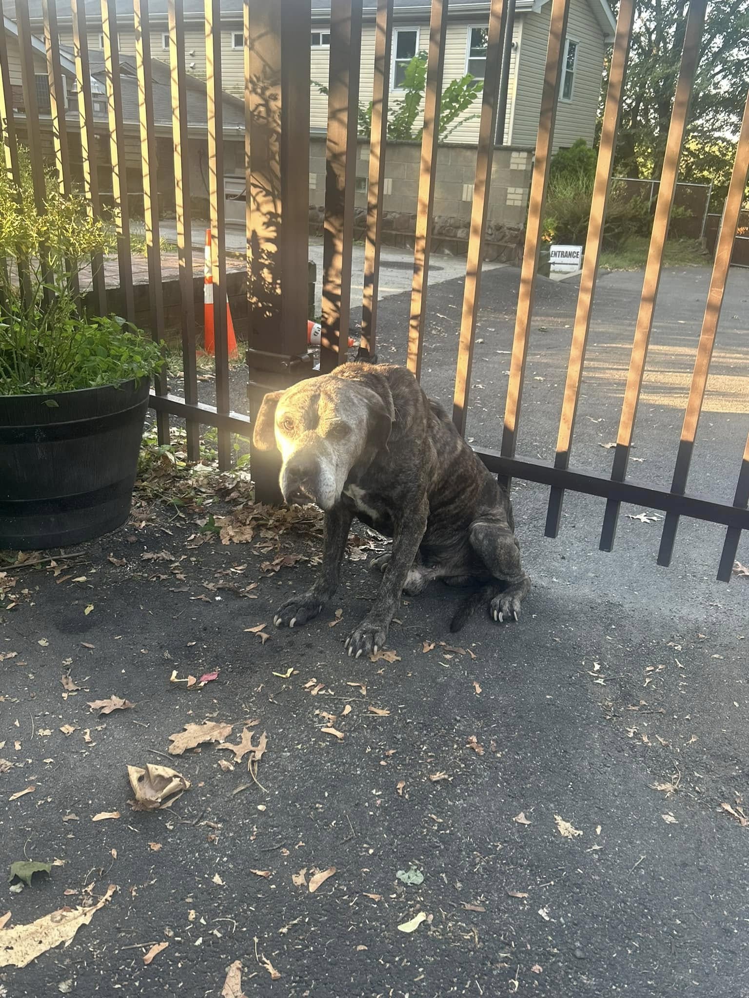 old dog near gate