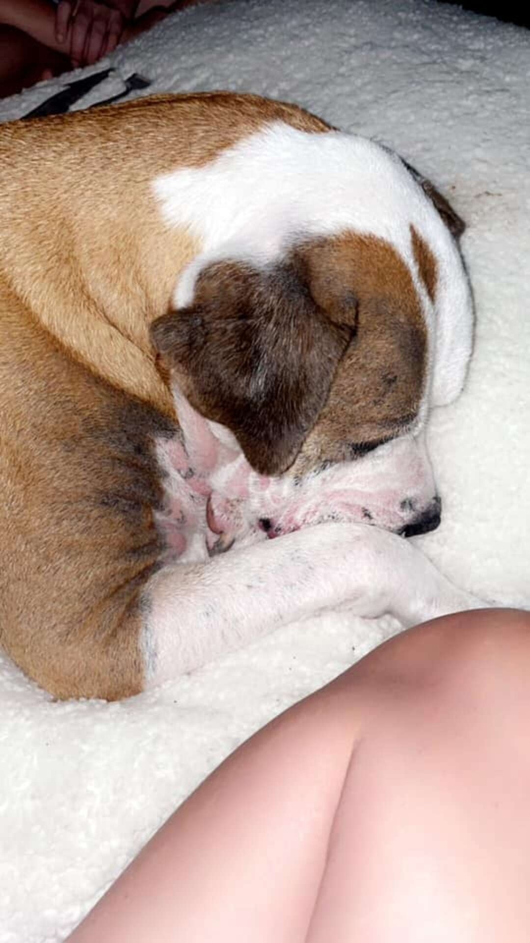 old dog sleeping