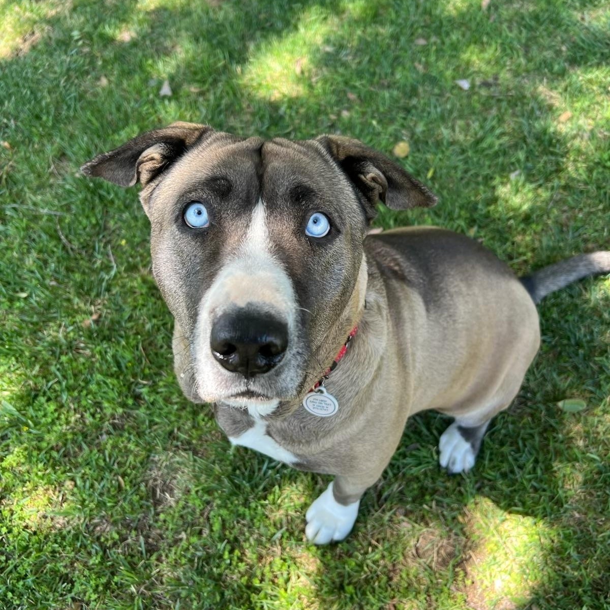 old dog with blue eyes
