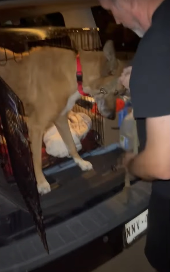 old man and adopted dog