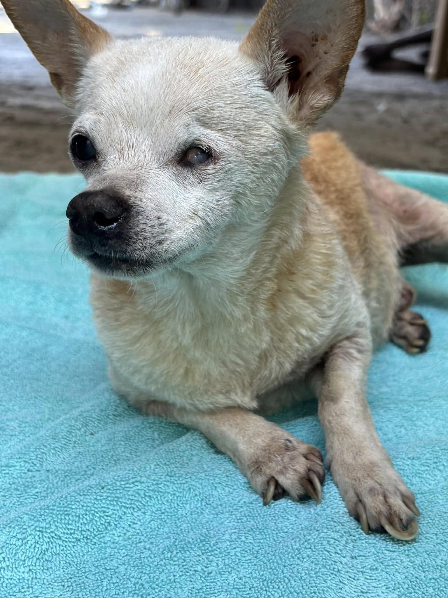 old white dog