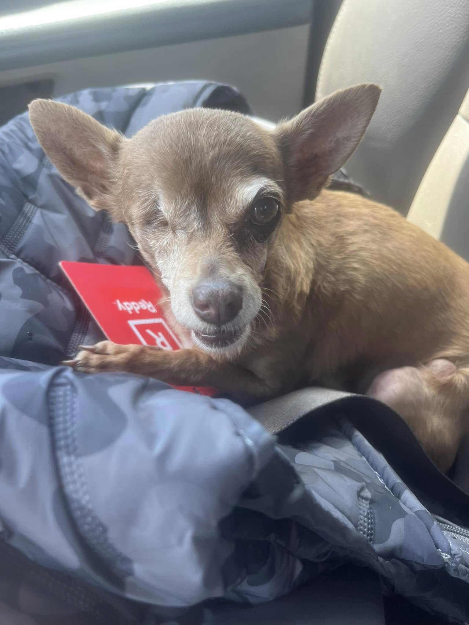 one-eyed dog in the car