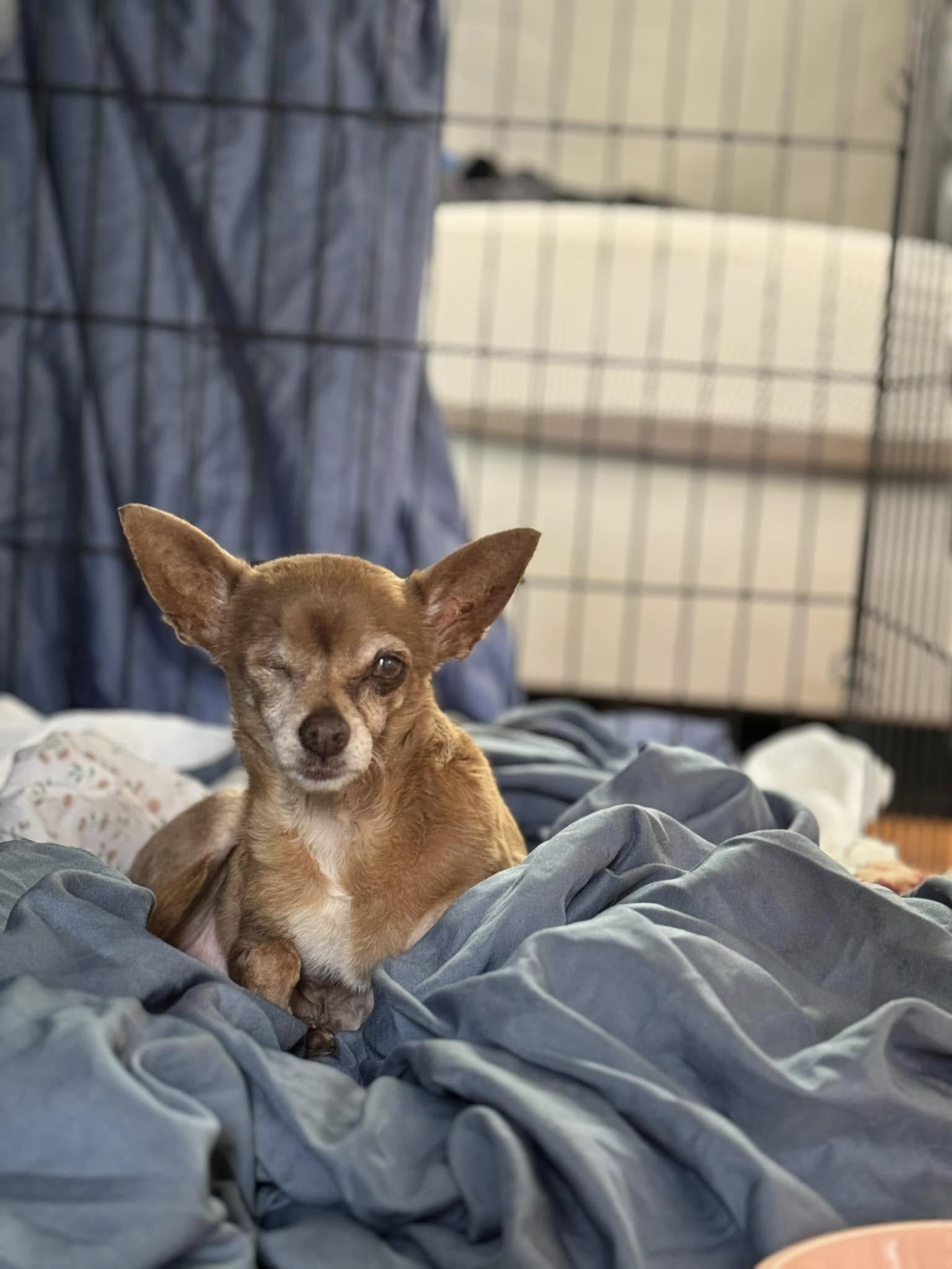 one-eyed dog posing