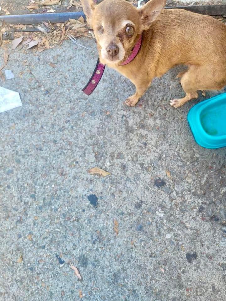 one-eyed dog