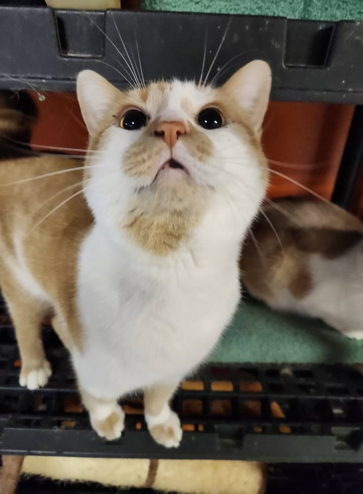 orange and white cat