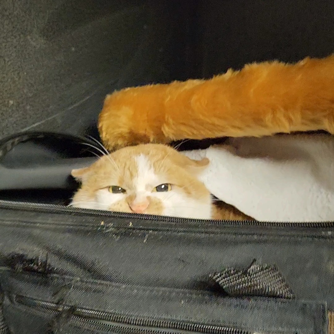 orange cat in the bag