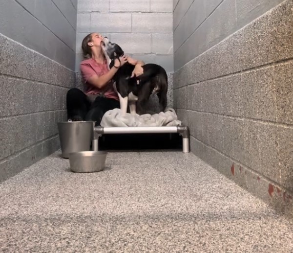 overlooked dog in shelter