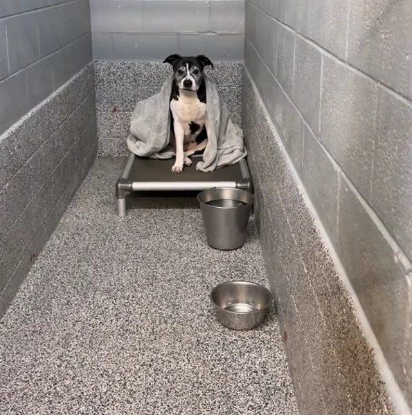 overlooked dog