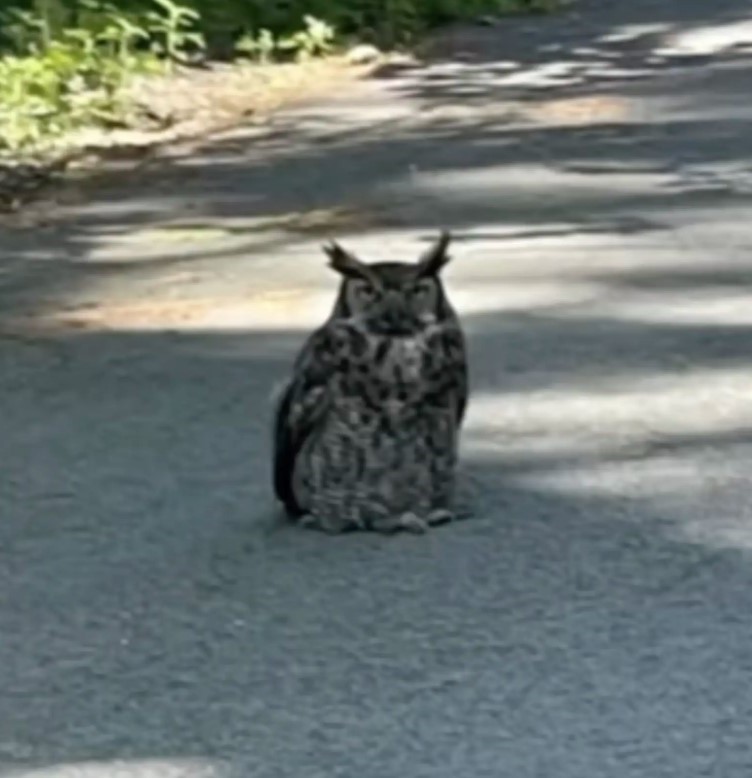 owl on road
