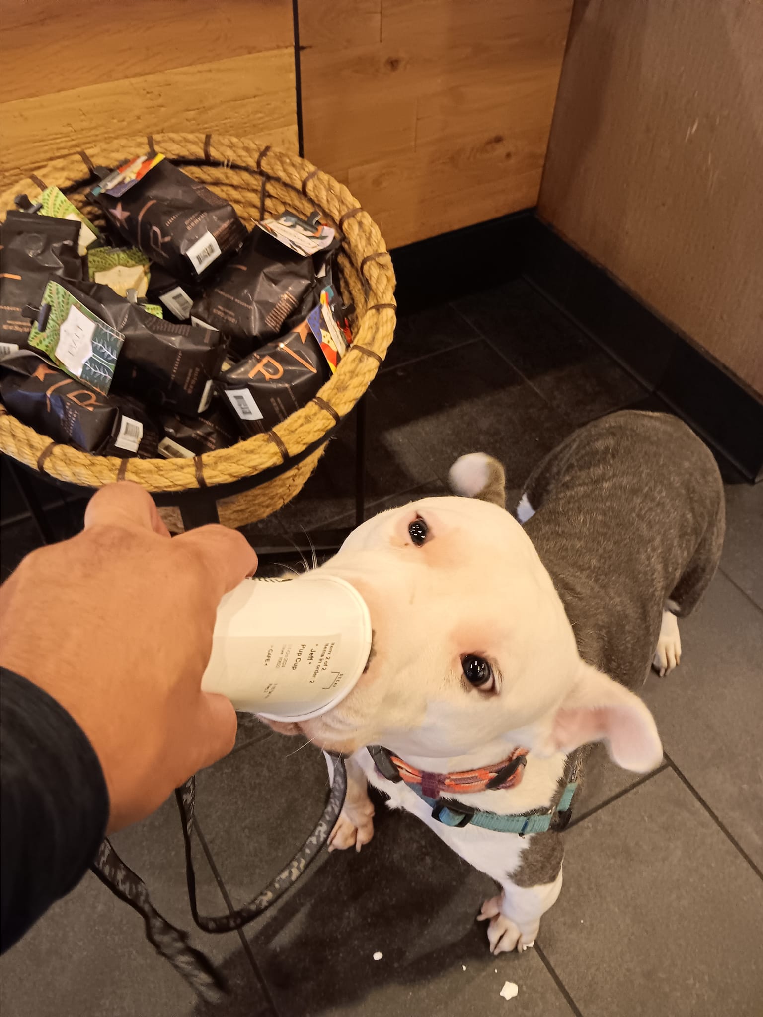 owner and adopted dog