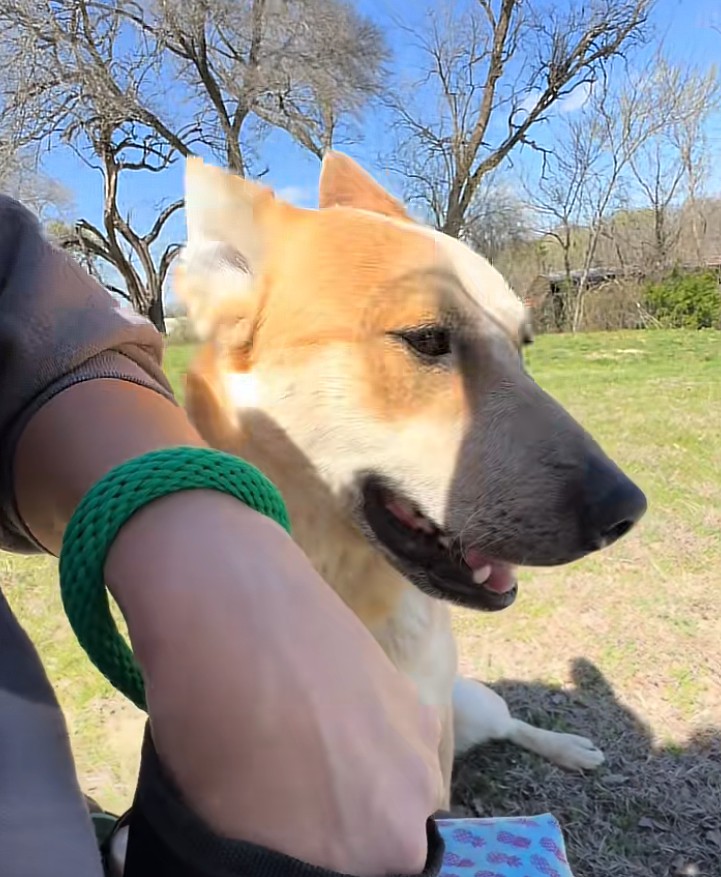 owner and dog