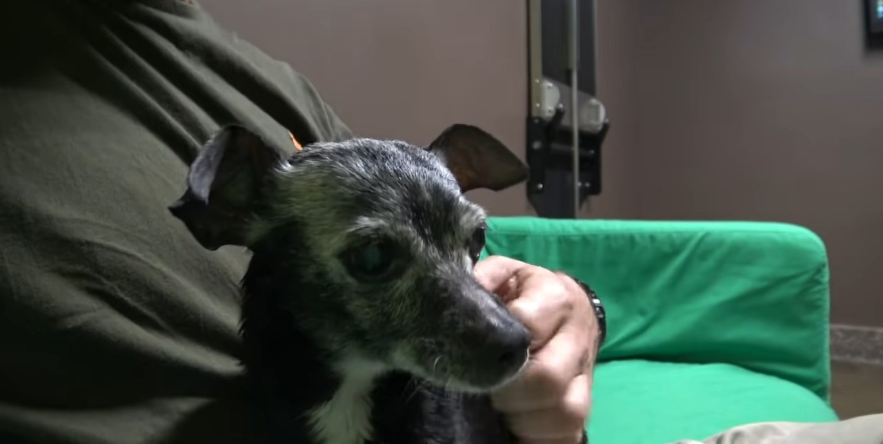 owner and tiny black dog