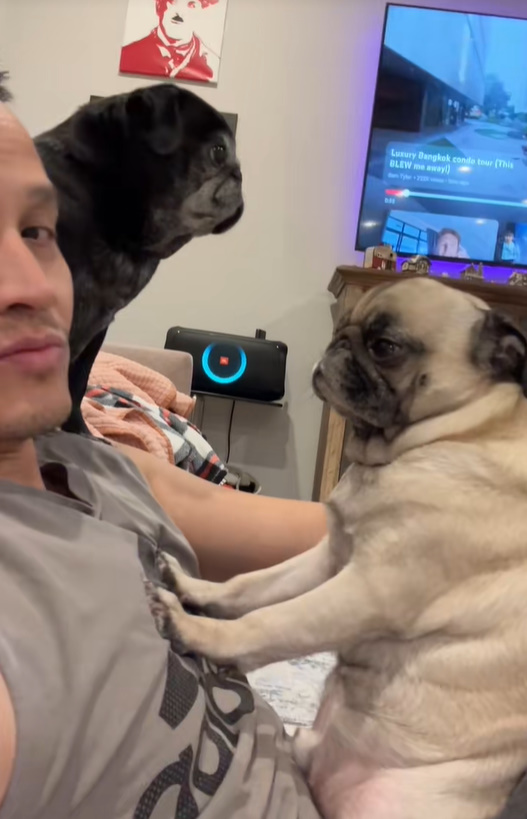 owner and two pugs