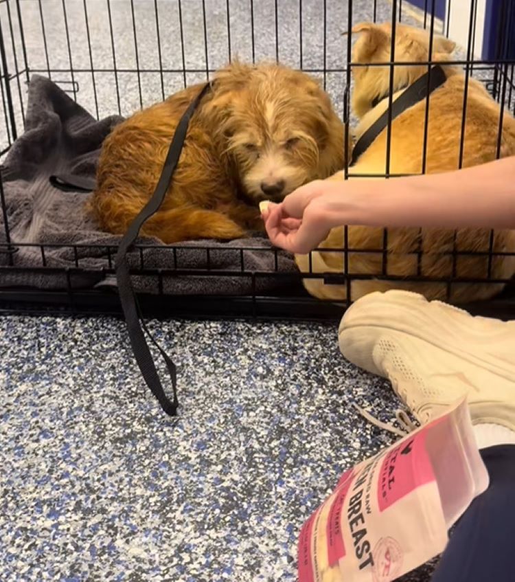 owner feeding a dog in crate