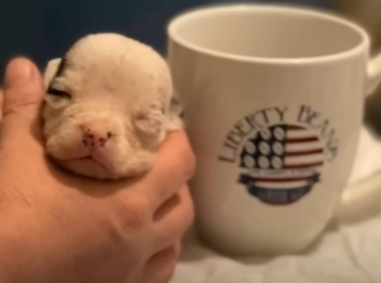 owner holding a newborn puppy