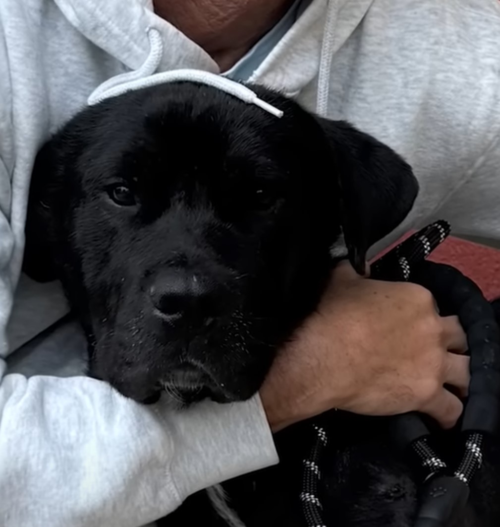 owner hugging a black dog
