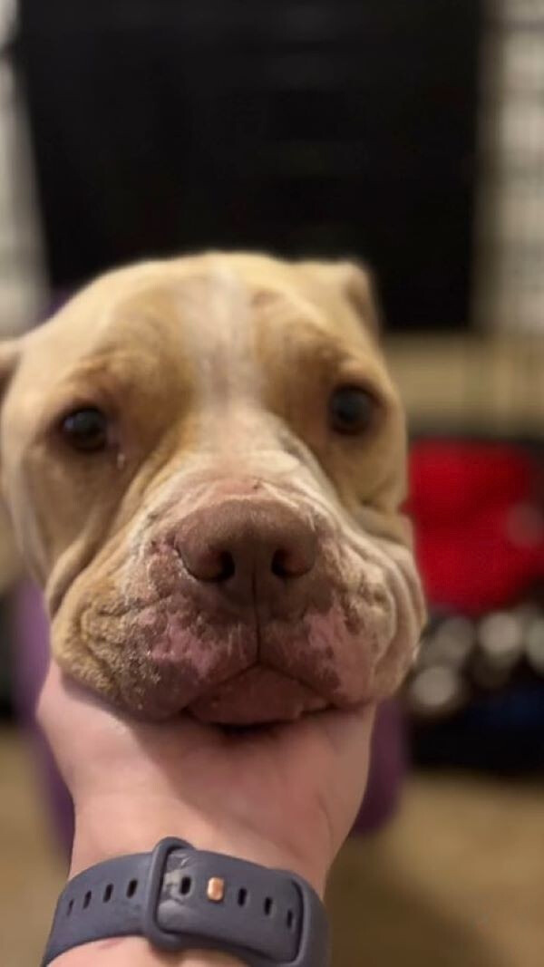 owner petting a cute senior dog