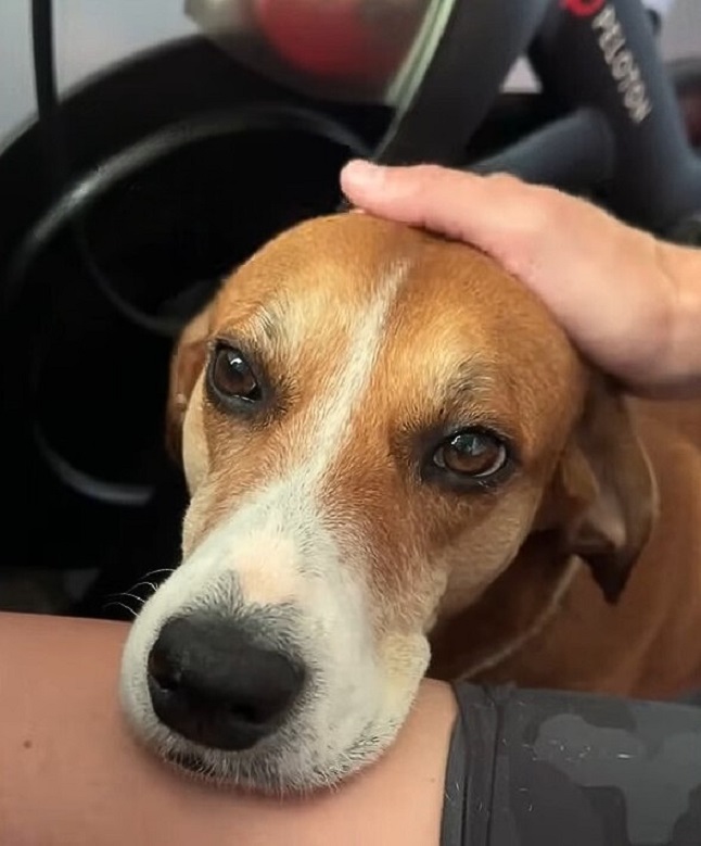 owner petting a dog