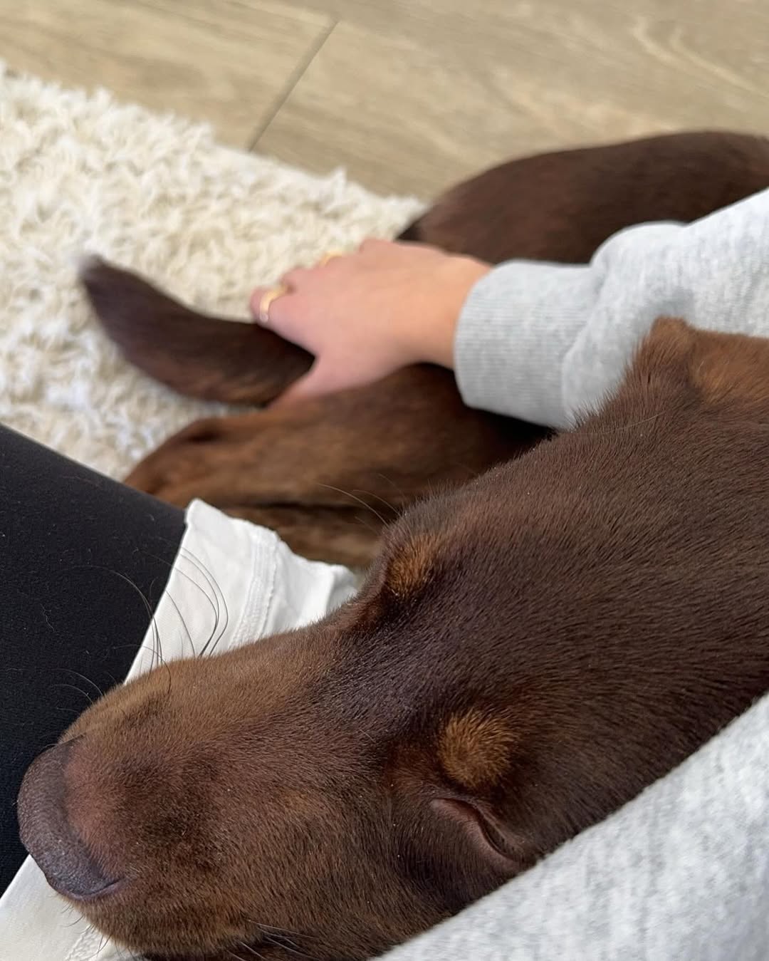 owner petting a dog