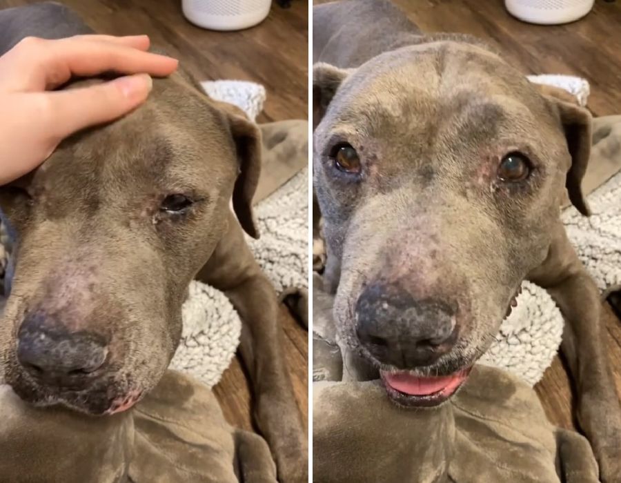 owner petting a gray dog