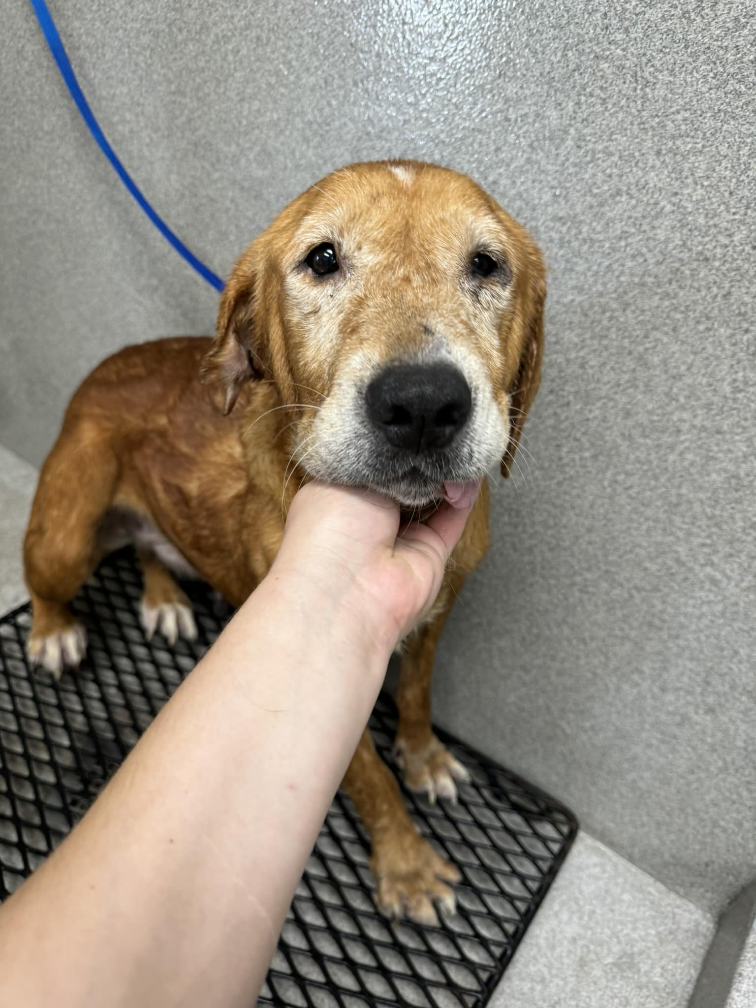 owner petting a sad dog