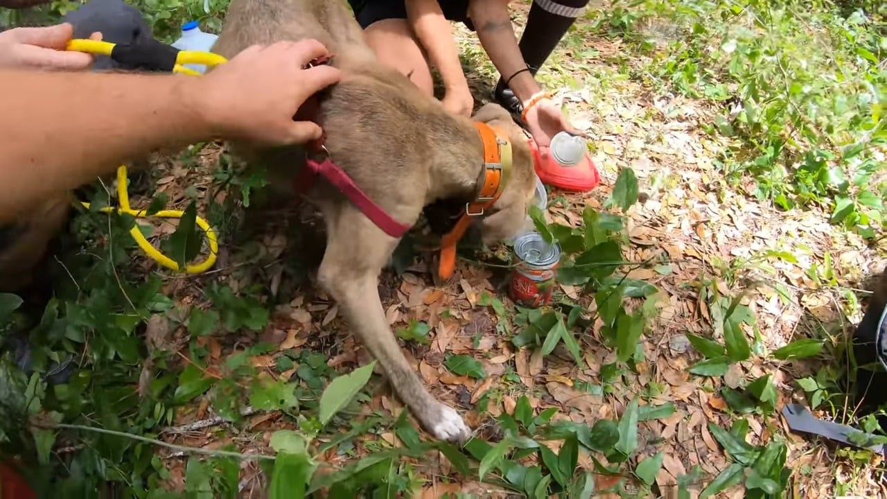 people feeding a stray dog
