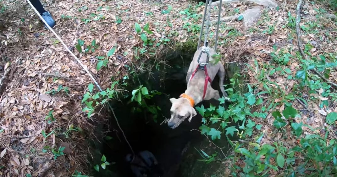 people saving a dog