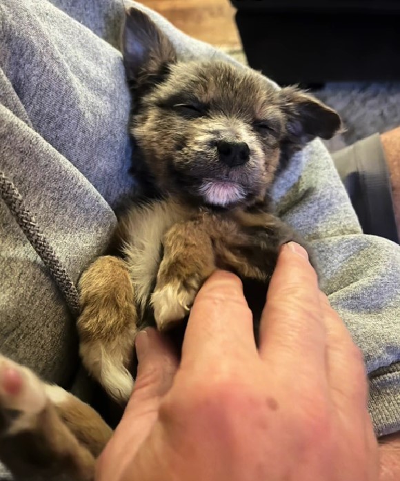 person holding a small puppy