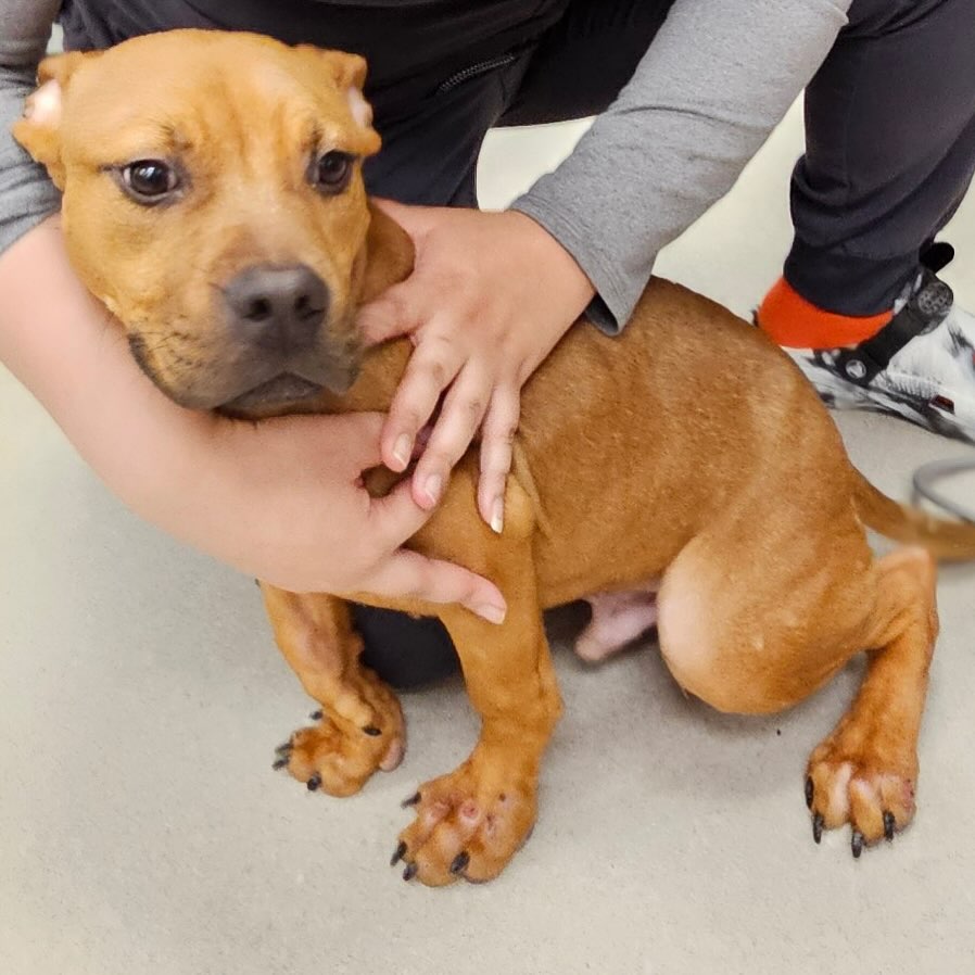 person holding an abandoned dog