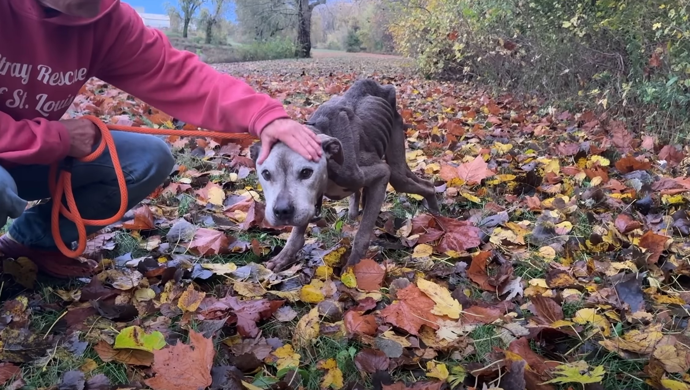 person petting a dog