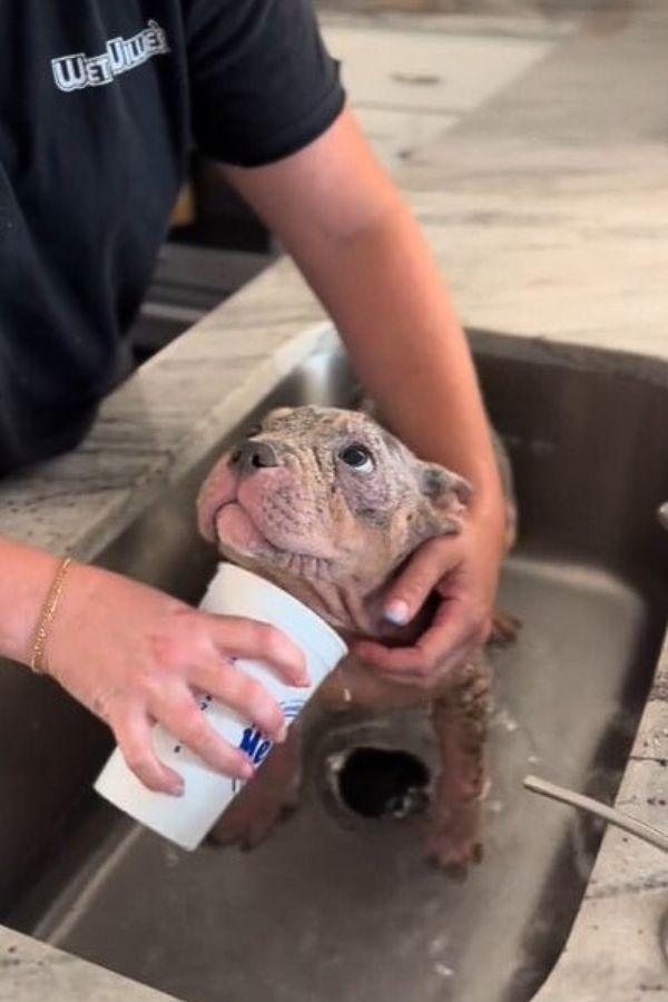 person washing a dog