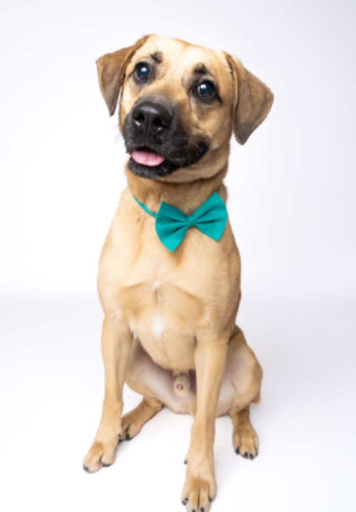 photo of cute dog