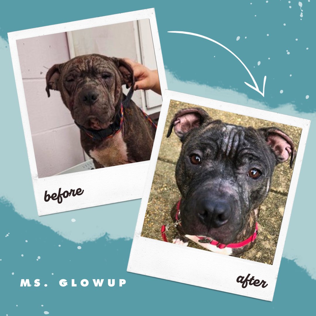 photos of dogs transformation