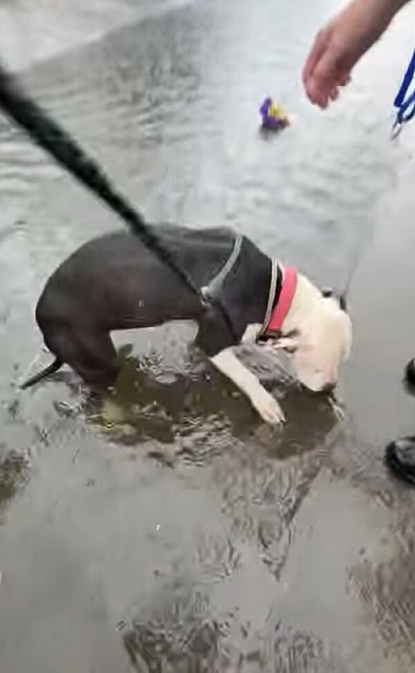 pit bull drinking a water