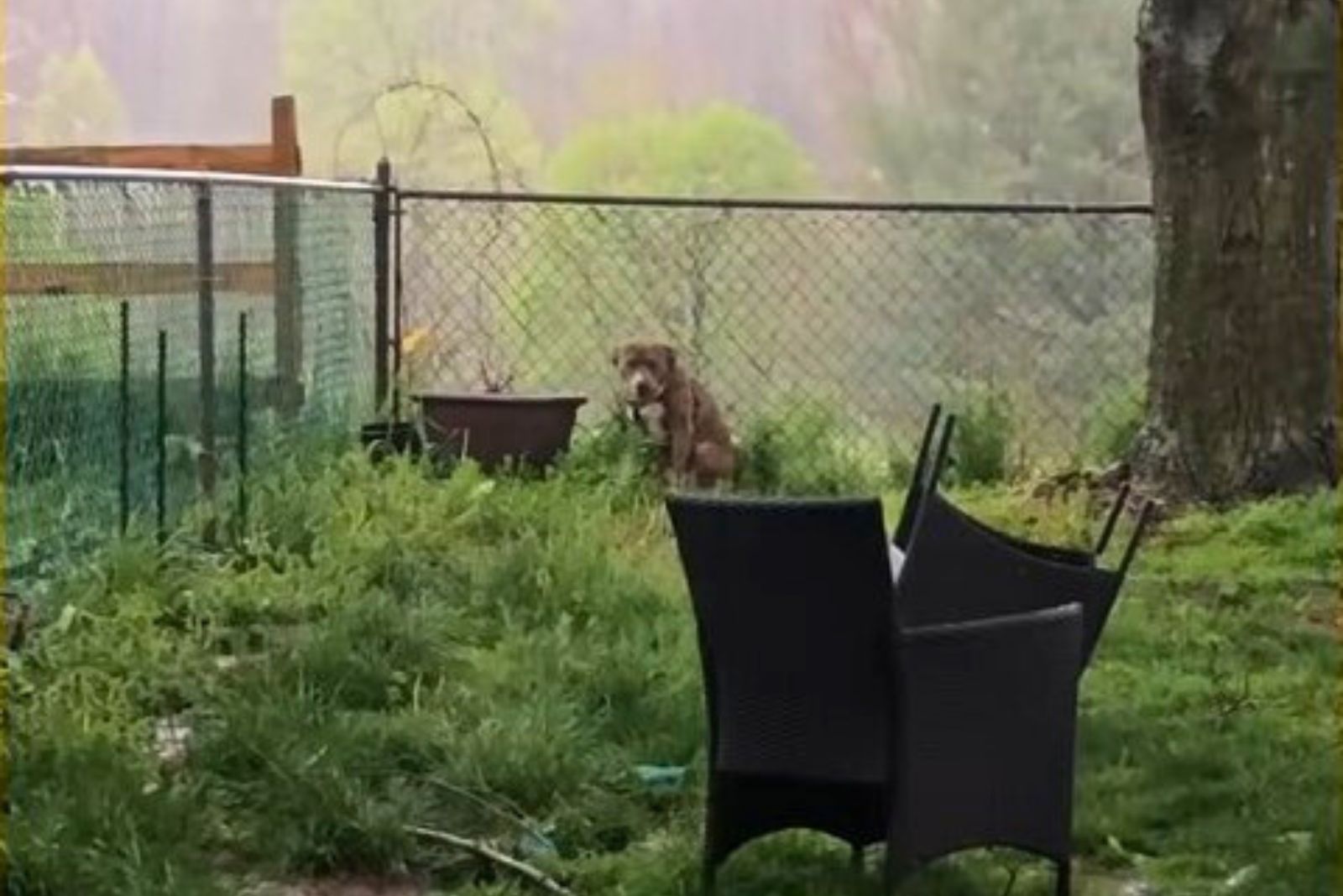 pit bull in yard