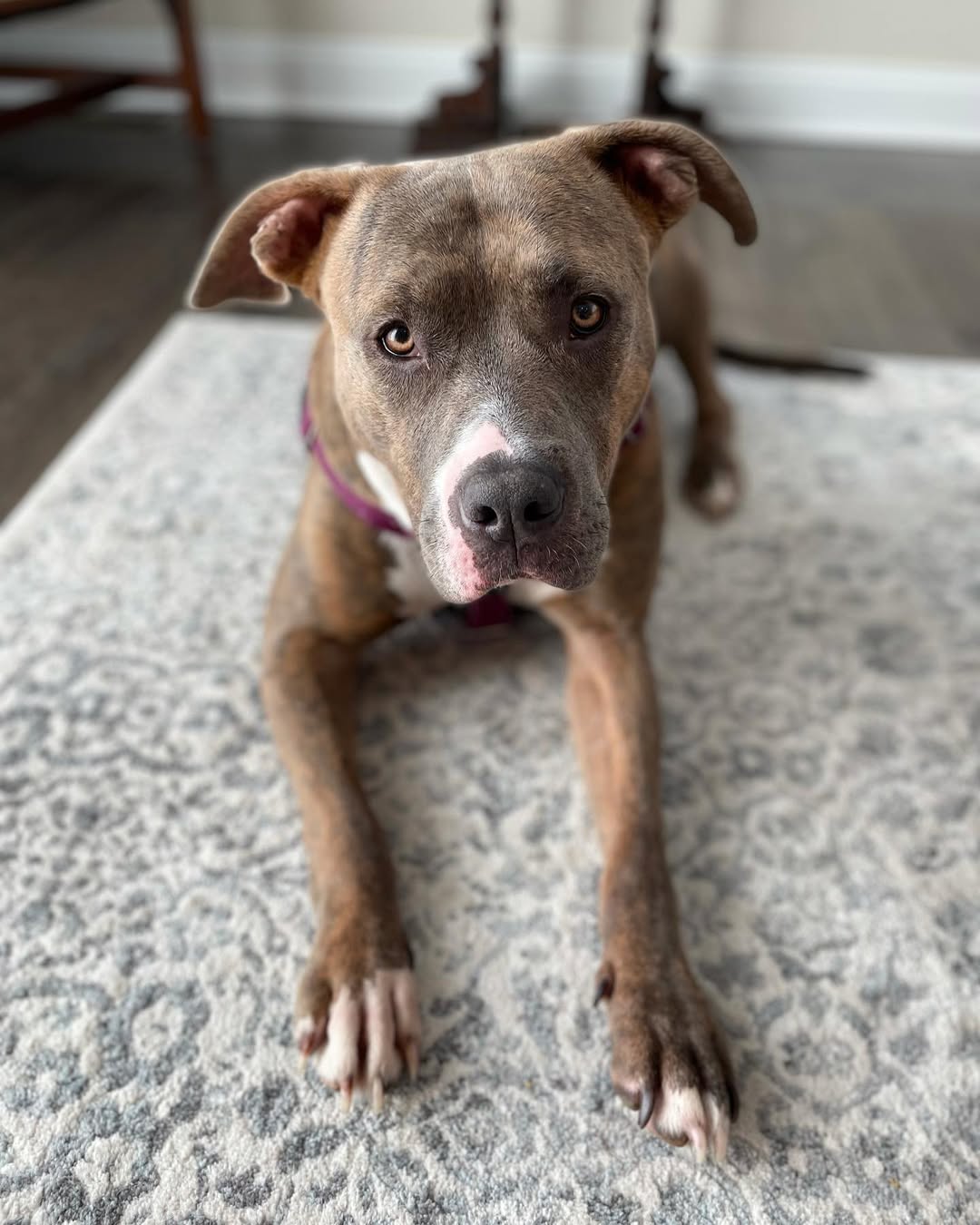 pit bull on rug