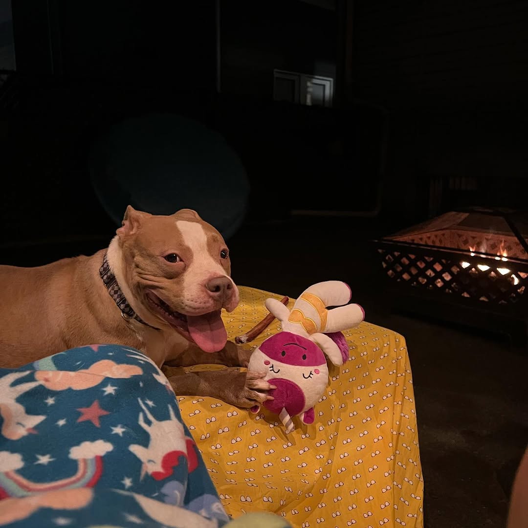 pitbull with its toy