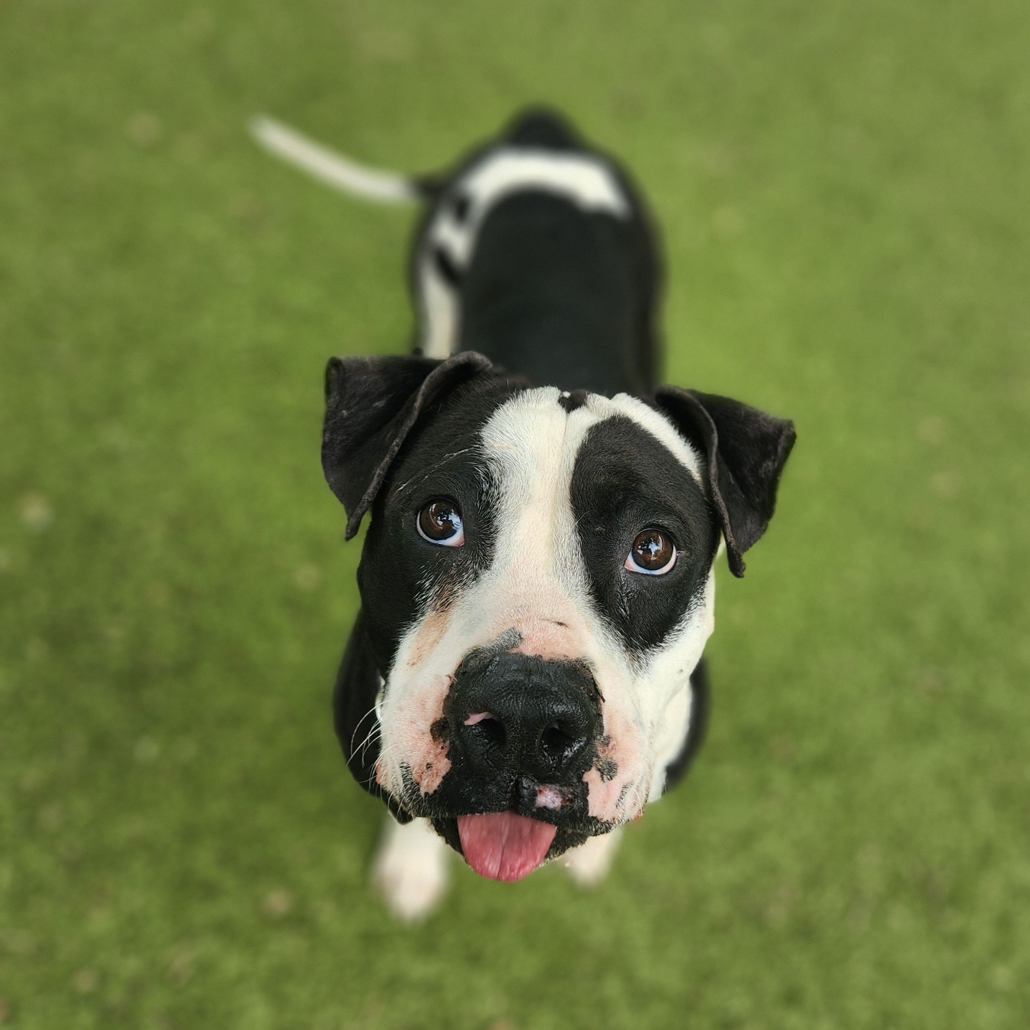 pitbull on grass