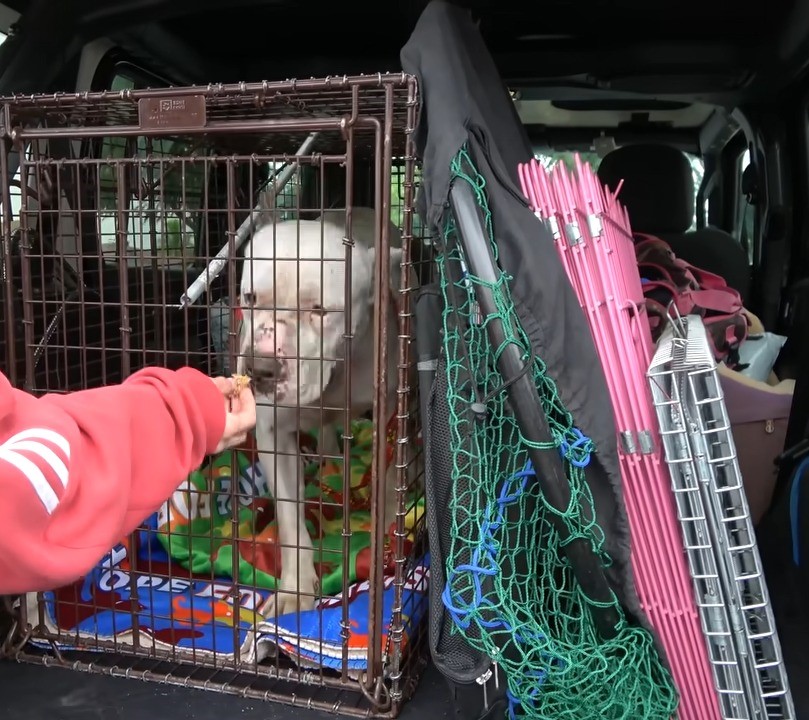 pittie in a crate
