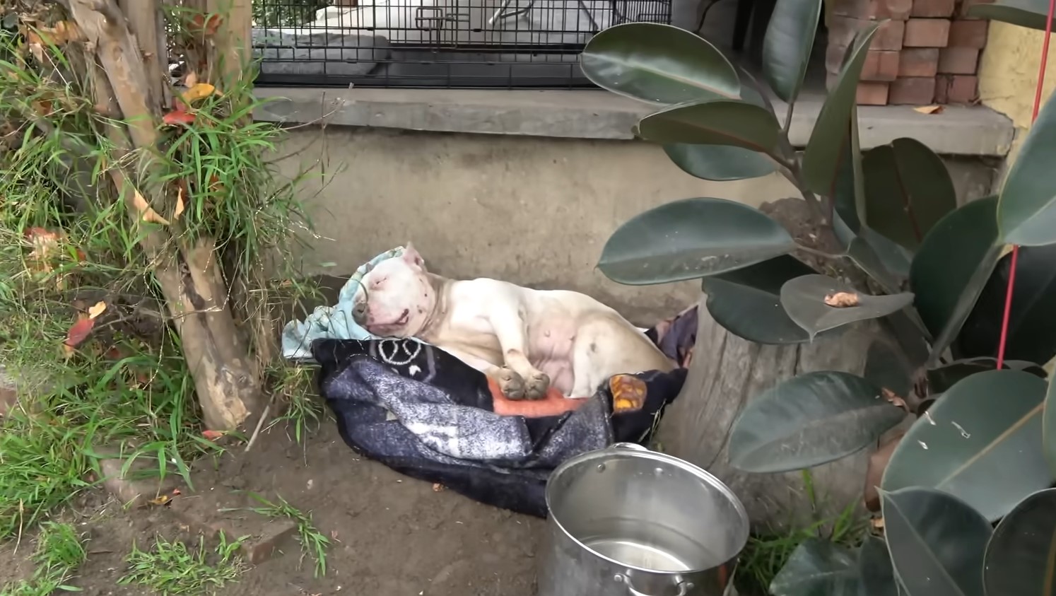pittie sleeping outside