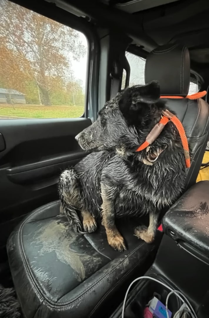 pregnant black dog in car