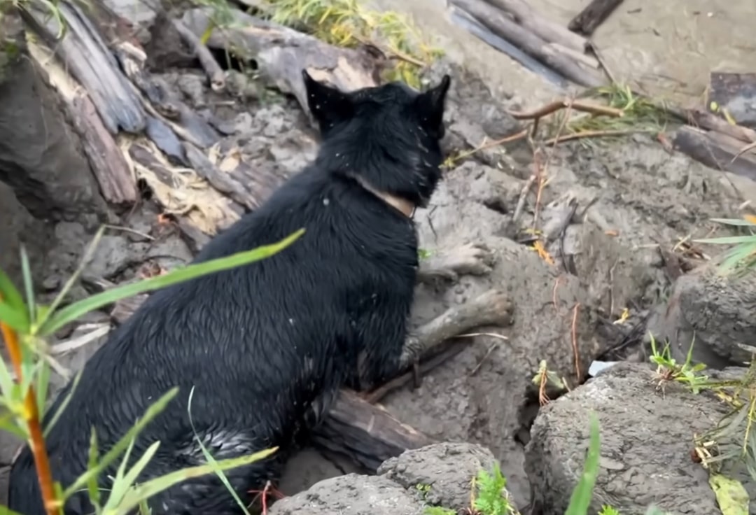 pregnant black dog