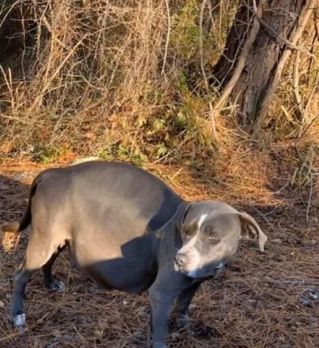 pregnant dog in forest