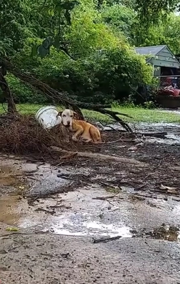 pregnant dog in pouring rain