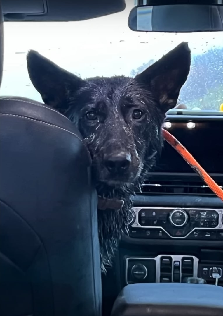 pregnant dog on front seat
