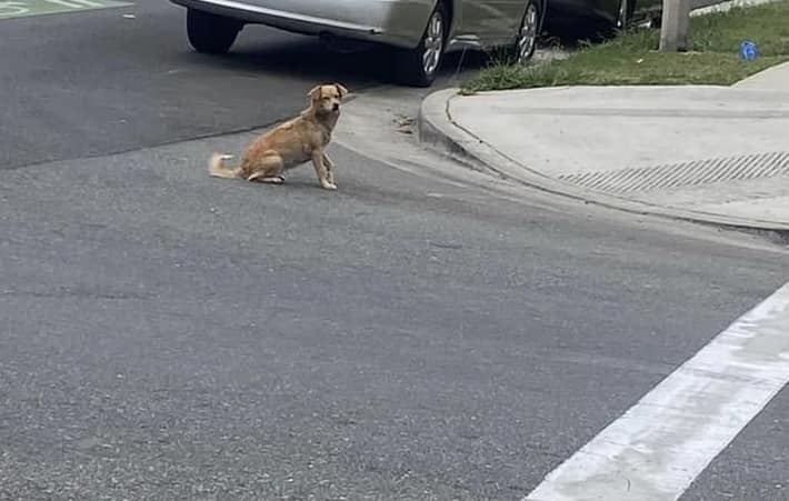 pregnant dog on road