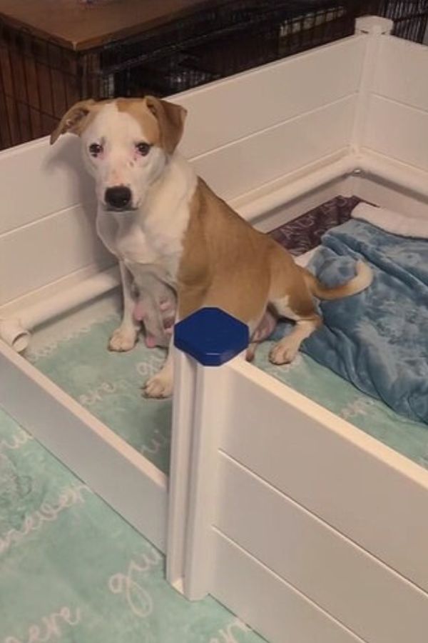 pregnant dog