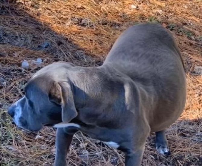 pregnant gray dog