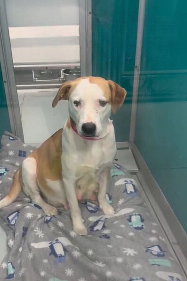 pregnant shelter dog