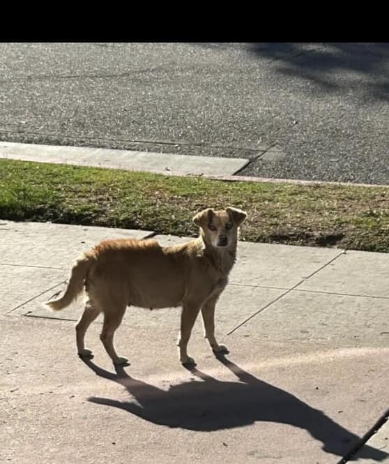 pregnant stray dog
